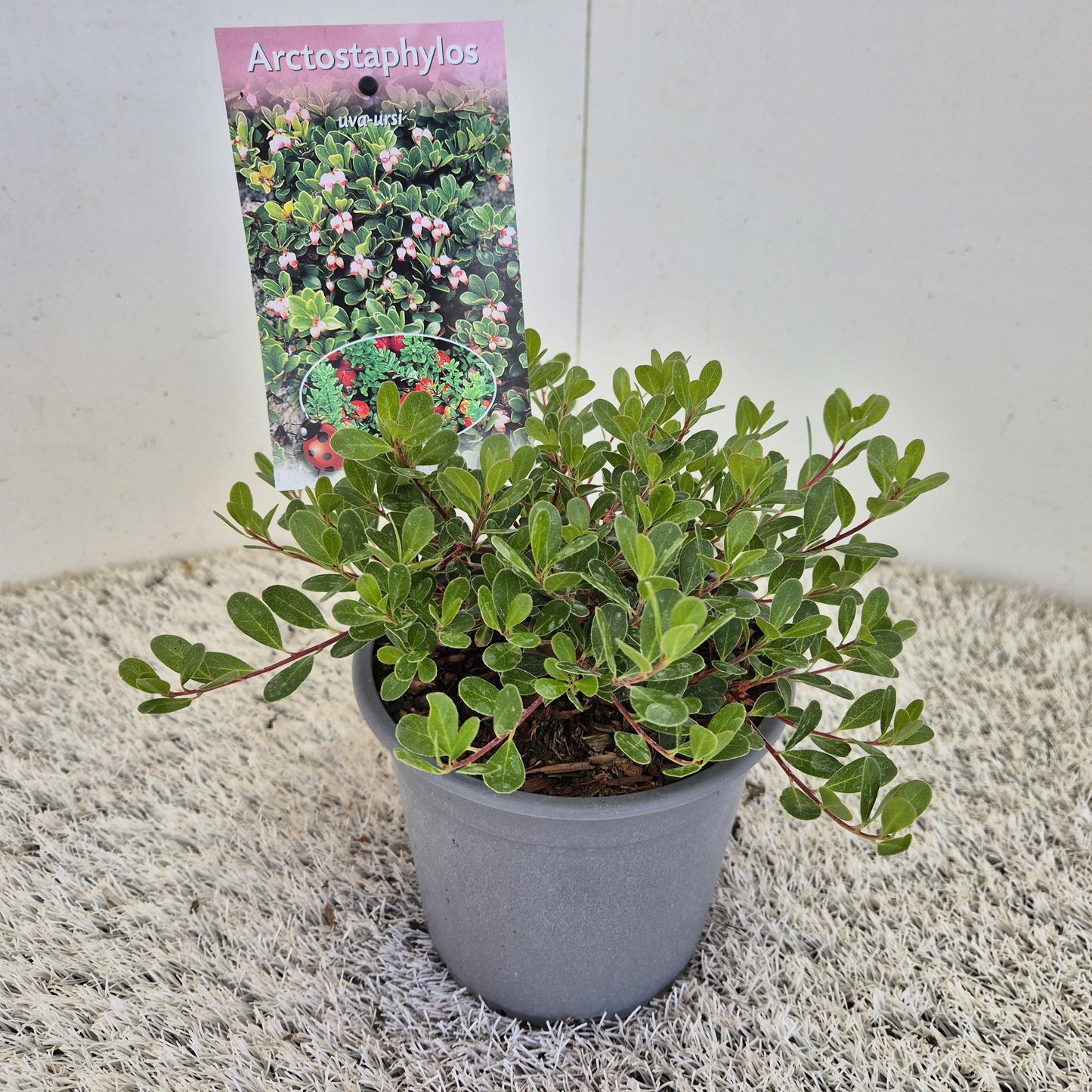 Arctostaphylos u-u. Wood's Red 15cm 15cm Pot