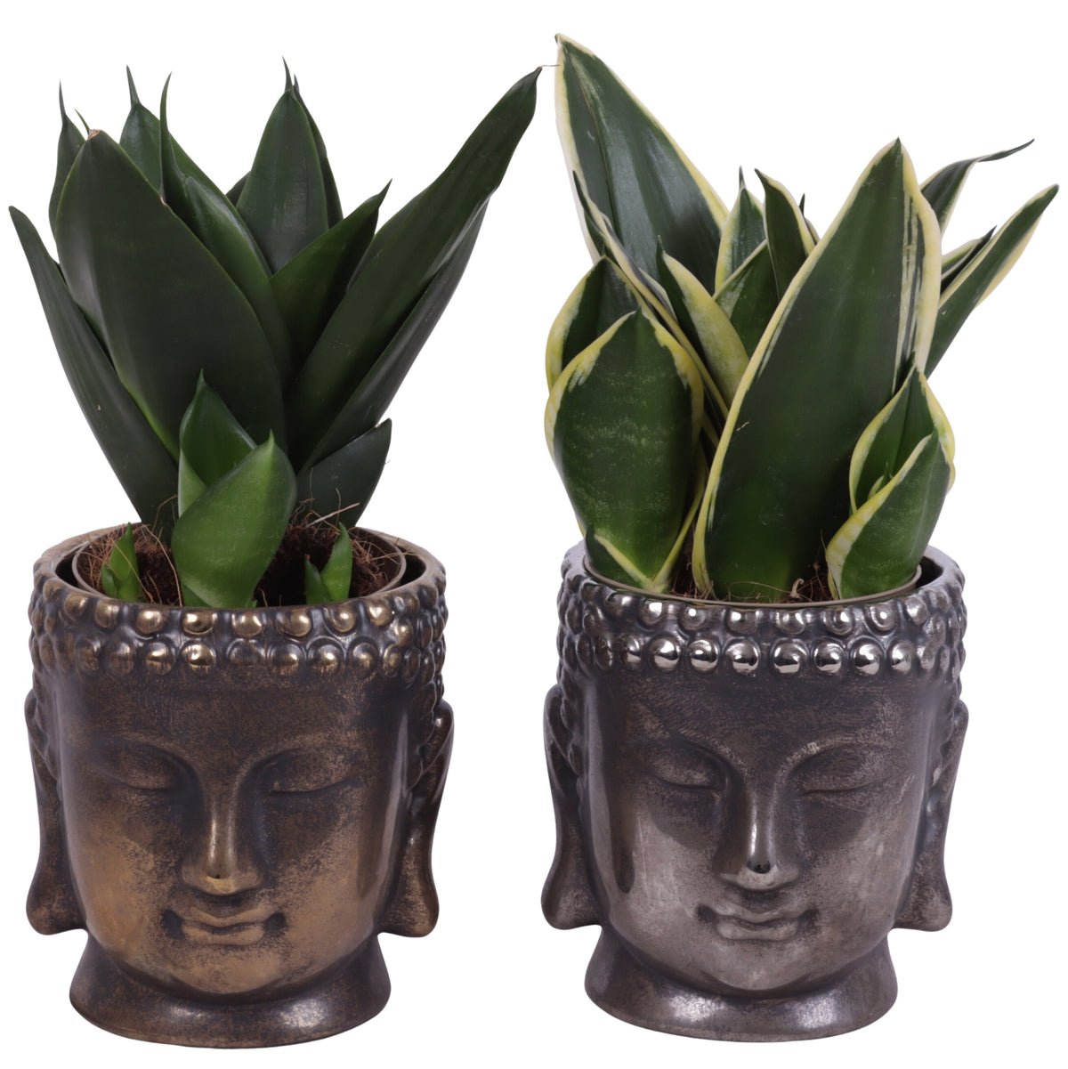 Sansevieria trifasciata 25cm 12cm Pot