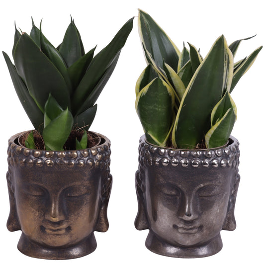 Sansevieria trifasciata 25cm 12cm Pot