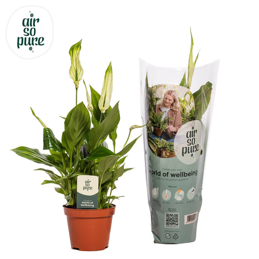 Spathiphyllum Chopin 30cm 9cm Pot