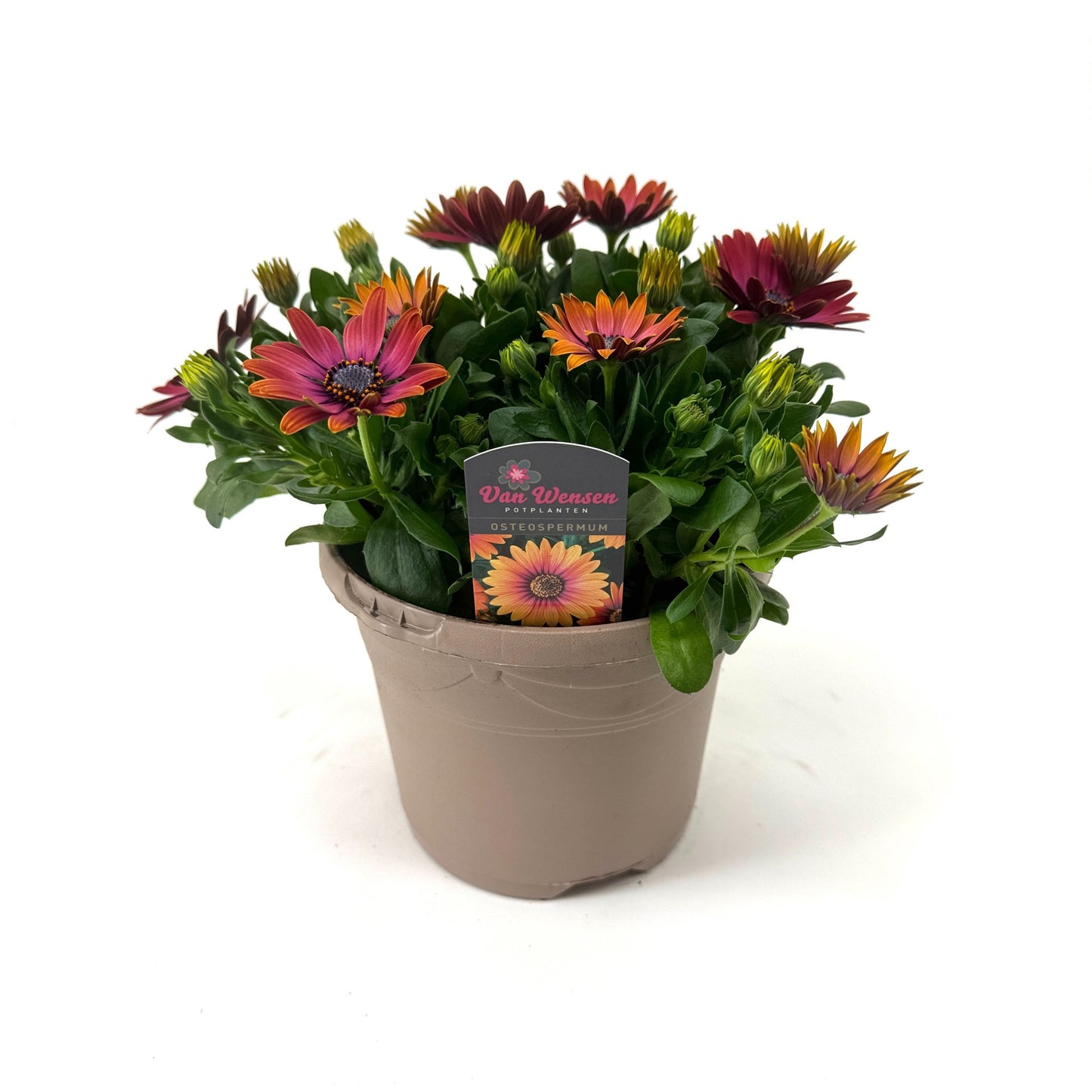 Osteospermum Senorita Andreea 27cm 17cm Pot