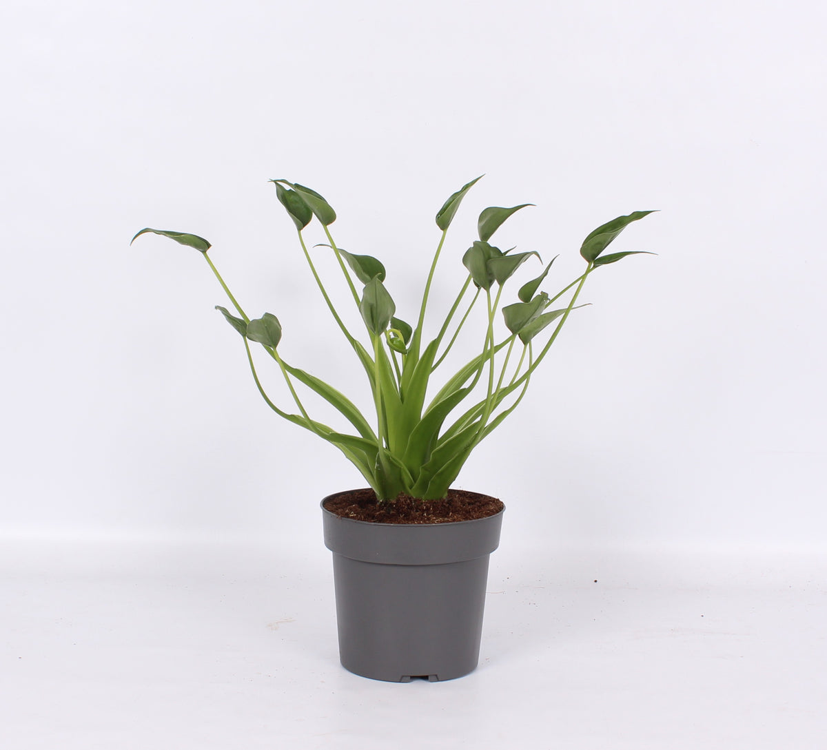 Alocasia amazonica 30cm 14cm Pot