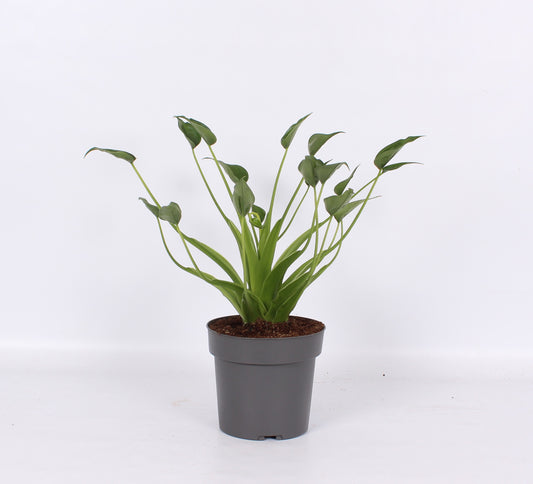 Alocasia amazonica 30cm 14cm Pot