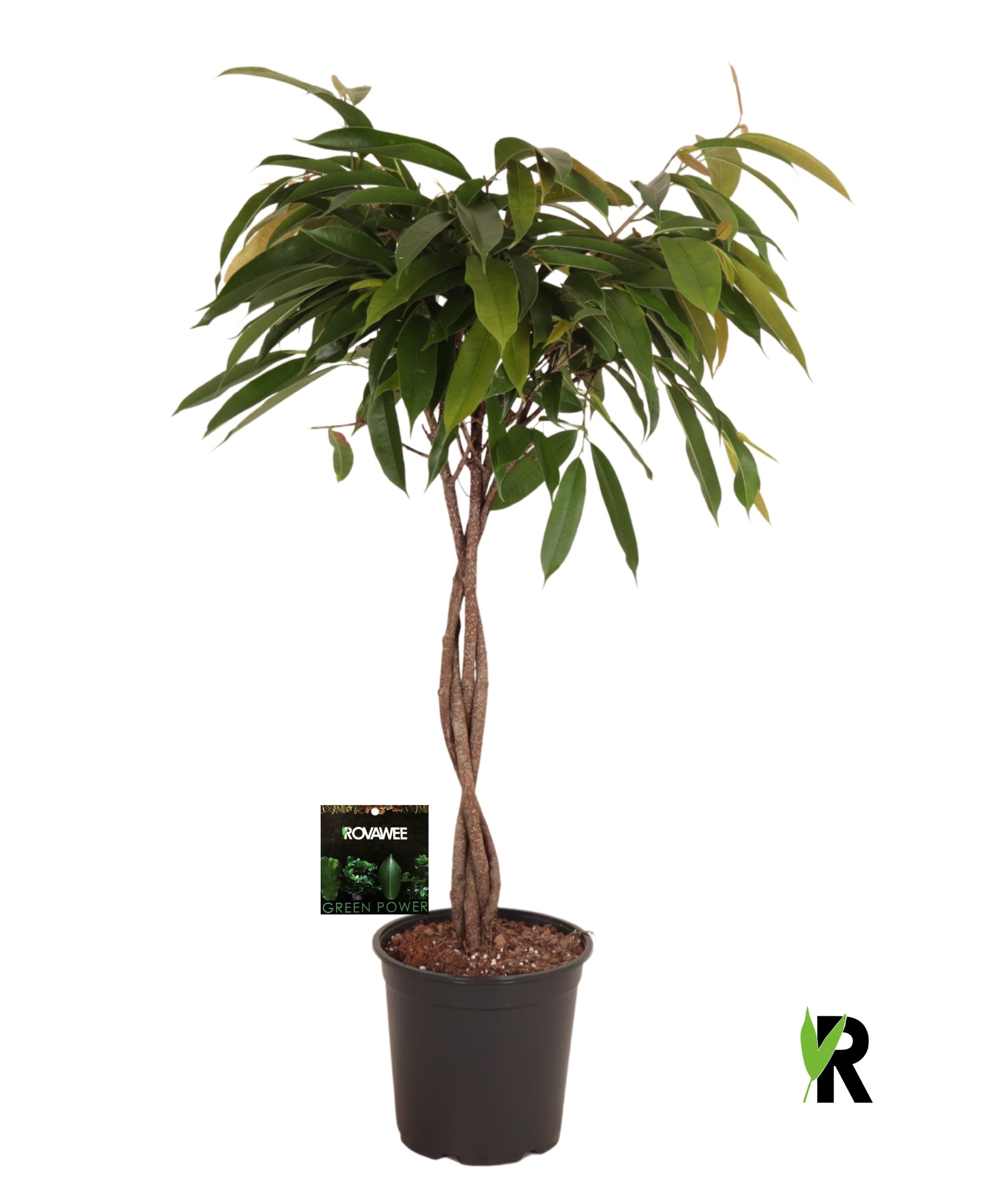 Ficus Amstel King 110cm 24cm Pot