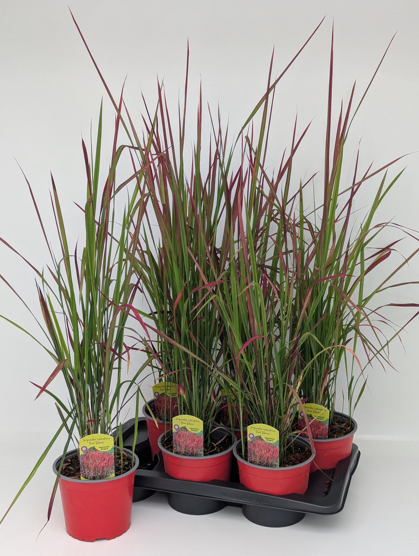 Cox, Paul Imperata Red Baron Pack of 6