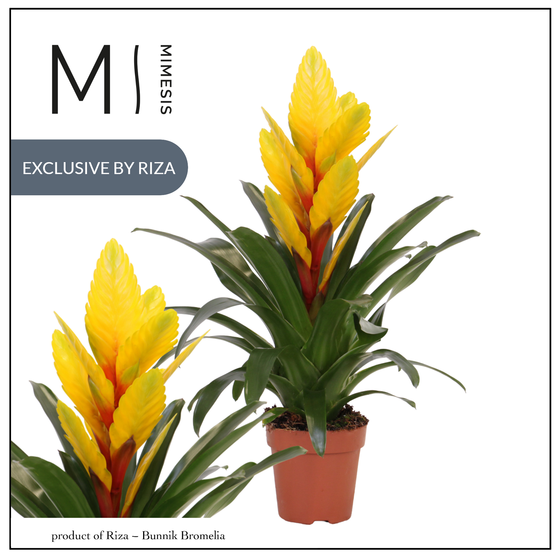 Vriesea Intenso Yellow 48cm 12cm Pot