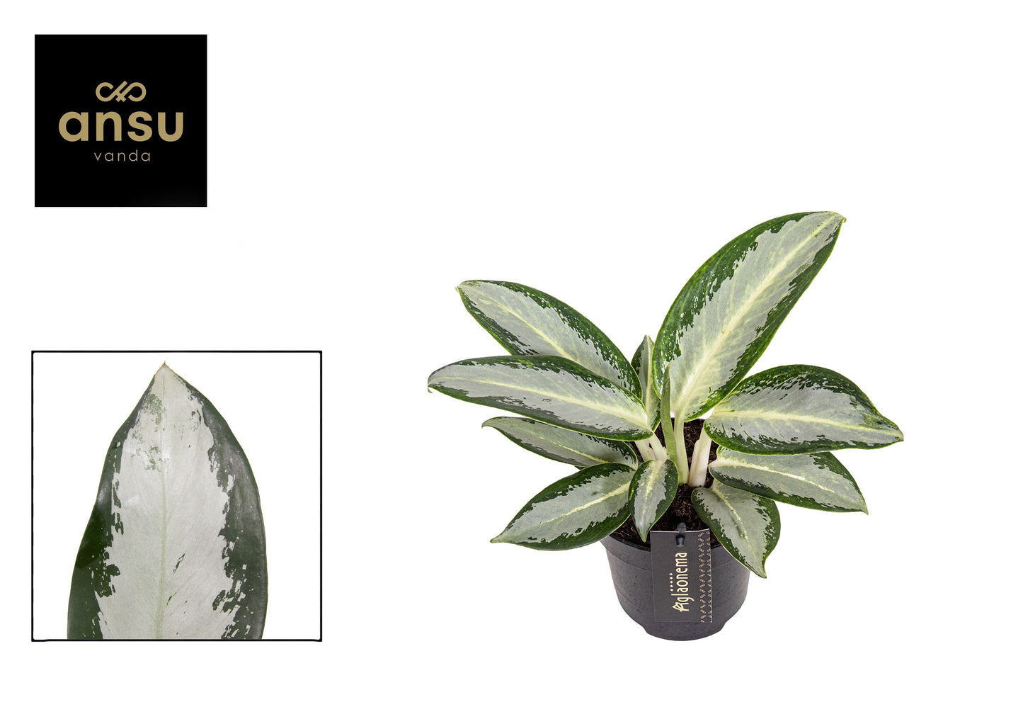 Aglaonema Silver Blue 30cm 12cm Pot
