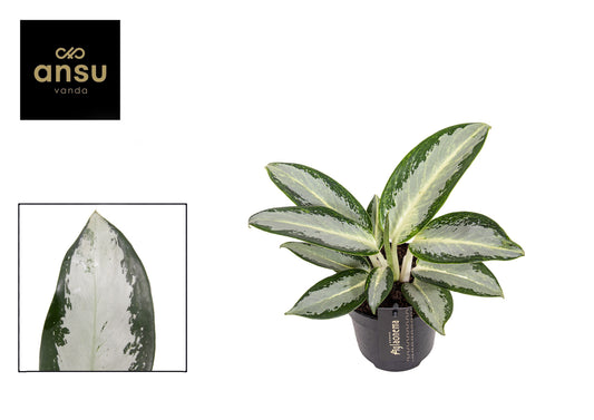Ansu Aglaonema Silver Blue Pack of 6