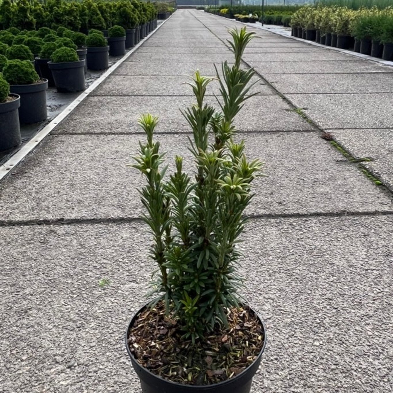Cephalotaxus harringtonii 25cm 17cm Pot