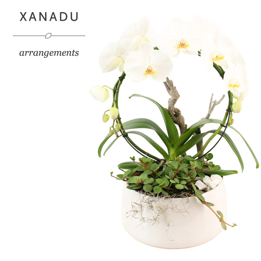 Xanadu Coimbra 50cm 24cm Pot