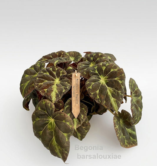 Begonia rex 30cm 14cm Pot