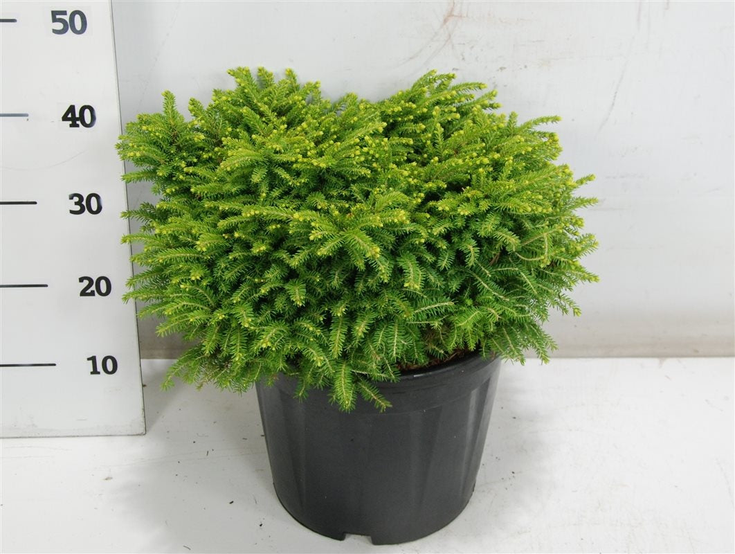 Picea ab. Little Gem 45cm 32cm Pot