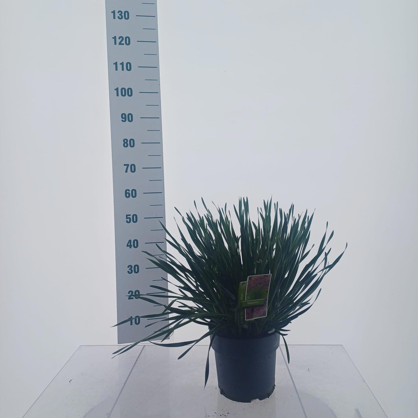 Allium Millennium 55cm 23cm Pot