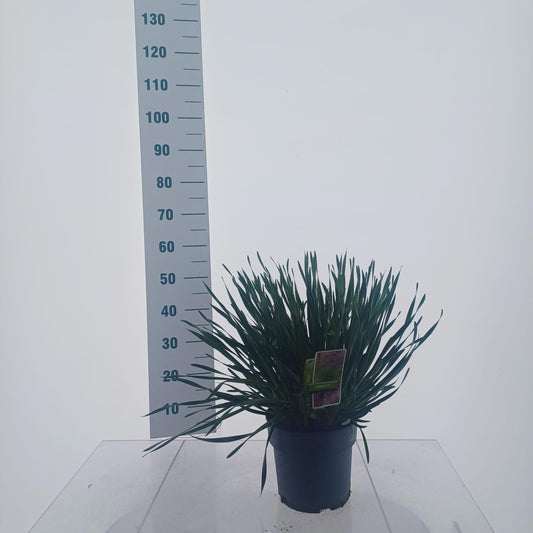 Allium Millennium 55cm 23cm Pot