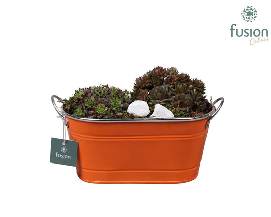 Sempervivum arrangement 35cm 25cm Pot