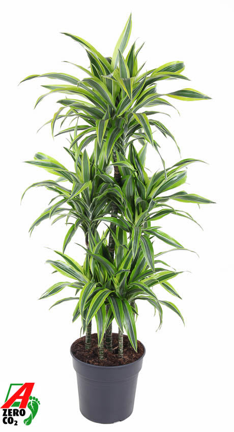 Dracaena fragrans Lemon Lime 160cm 31cm Pot