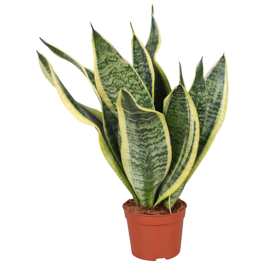 Vireo-Hedera plant BV Sansevieria Futura Superba Pack of 18