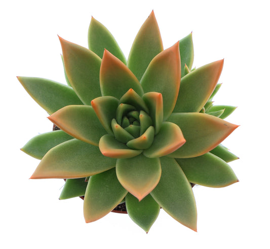 Miranda tips orange 12cm 510cm Pot