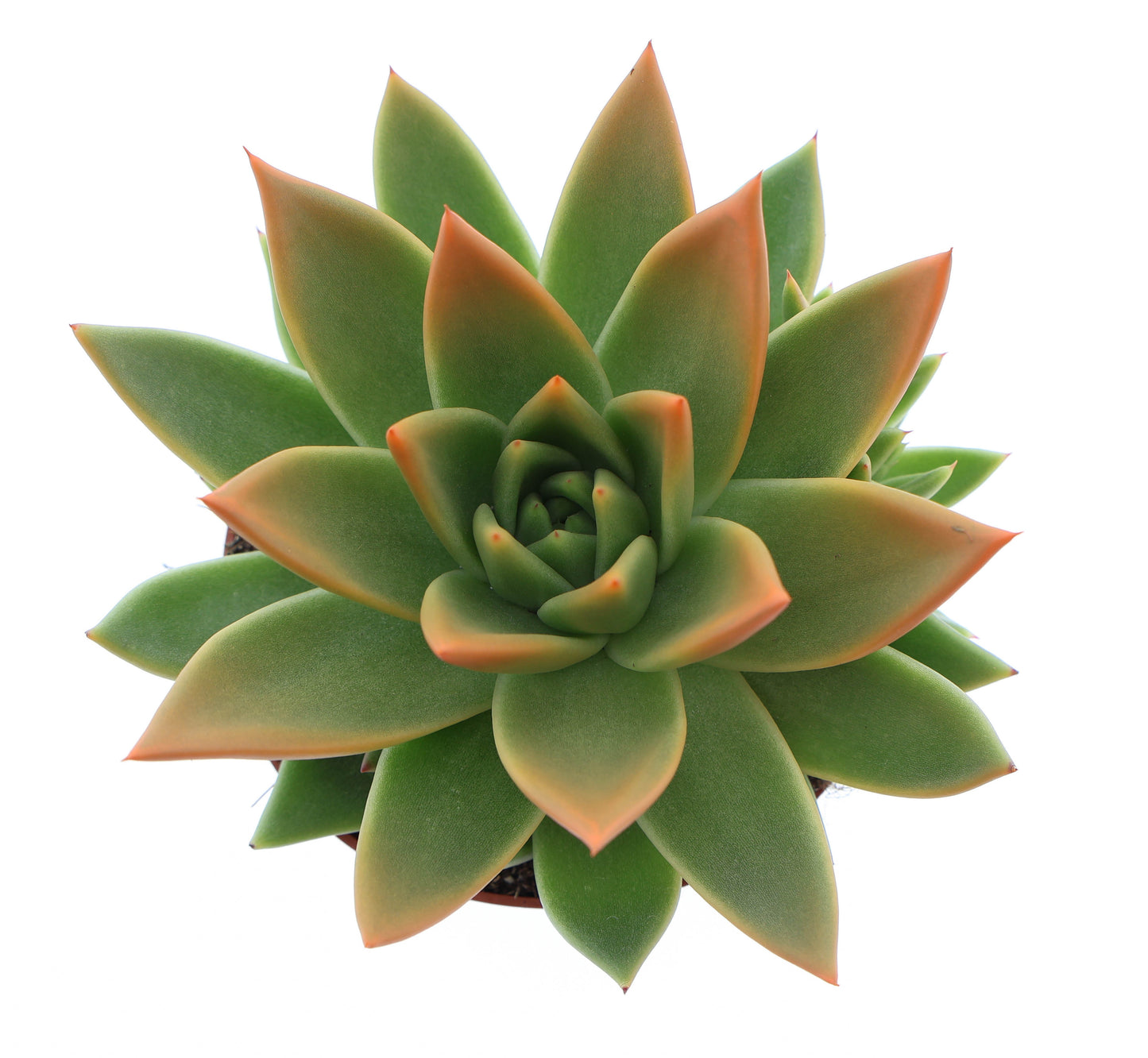Euro Cactus Holland Bv Miranda tips orange Pack of 8