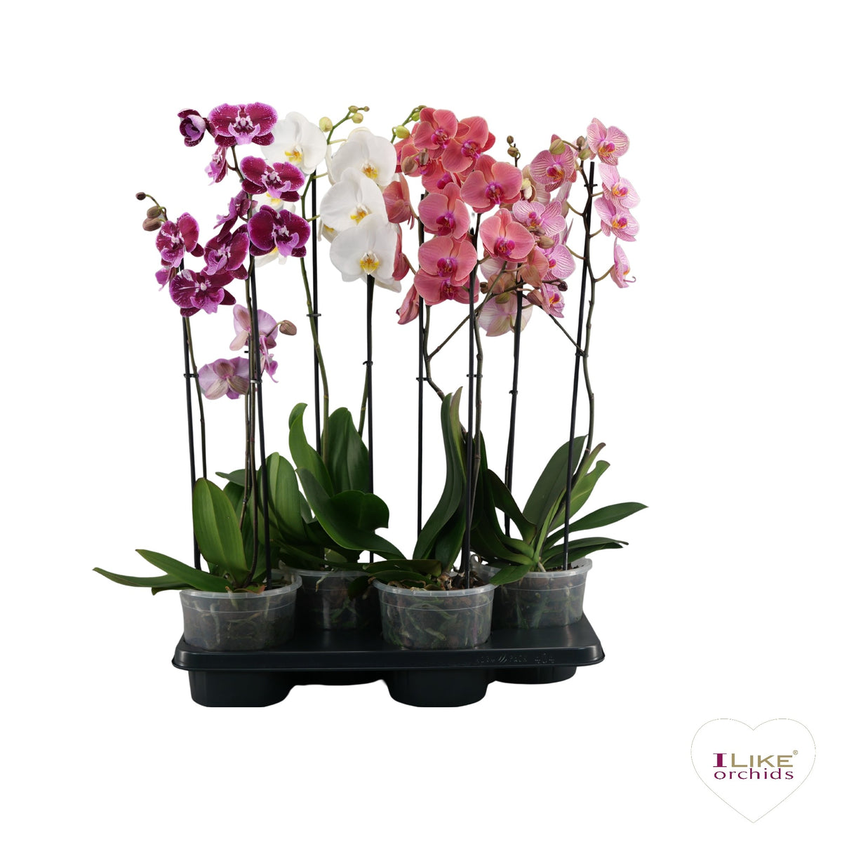 Phalaenopsis mix A2 70cm 17cm Pot