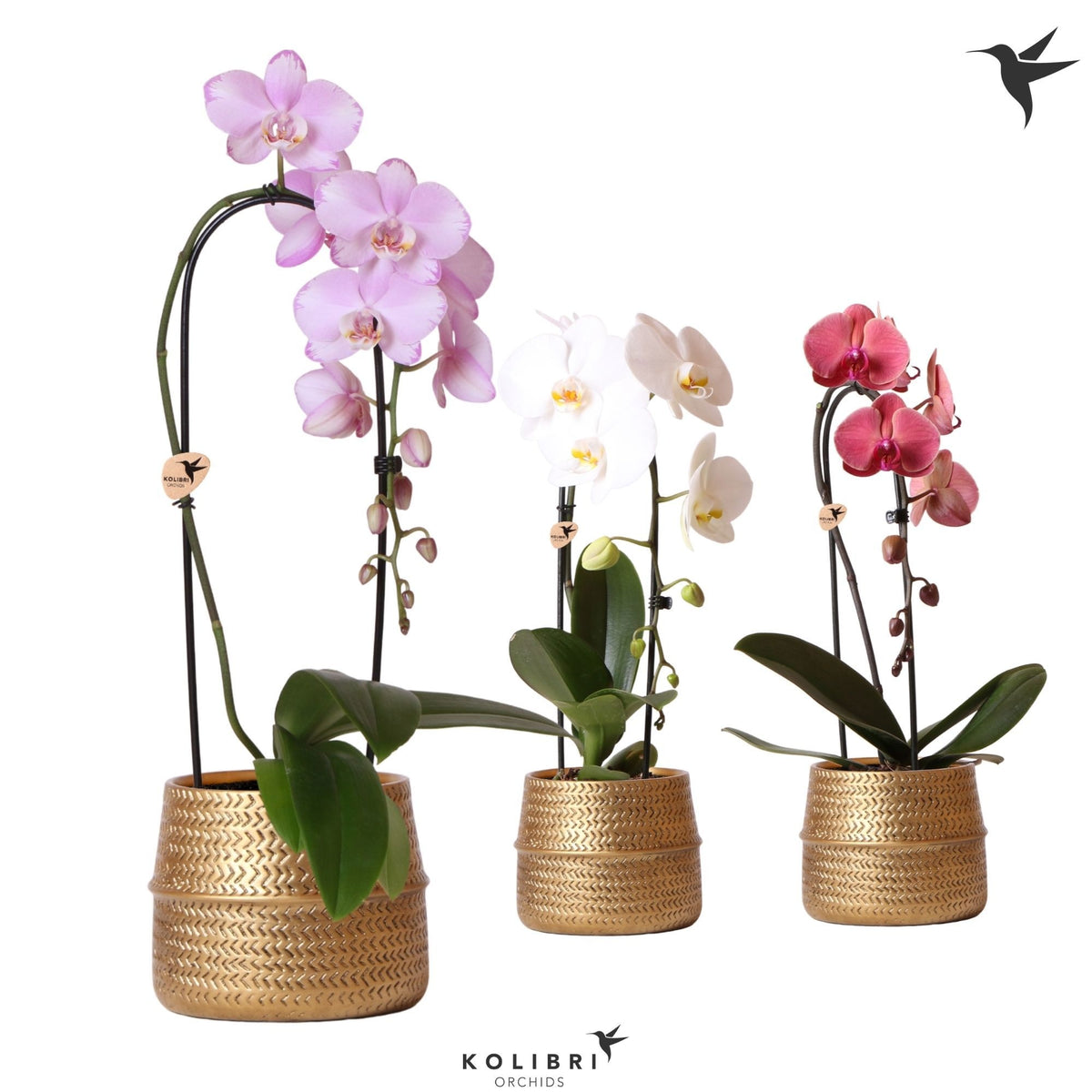 Phalaenopsis Elegant cascade 50cm 12cm Pot