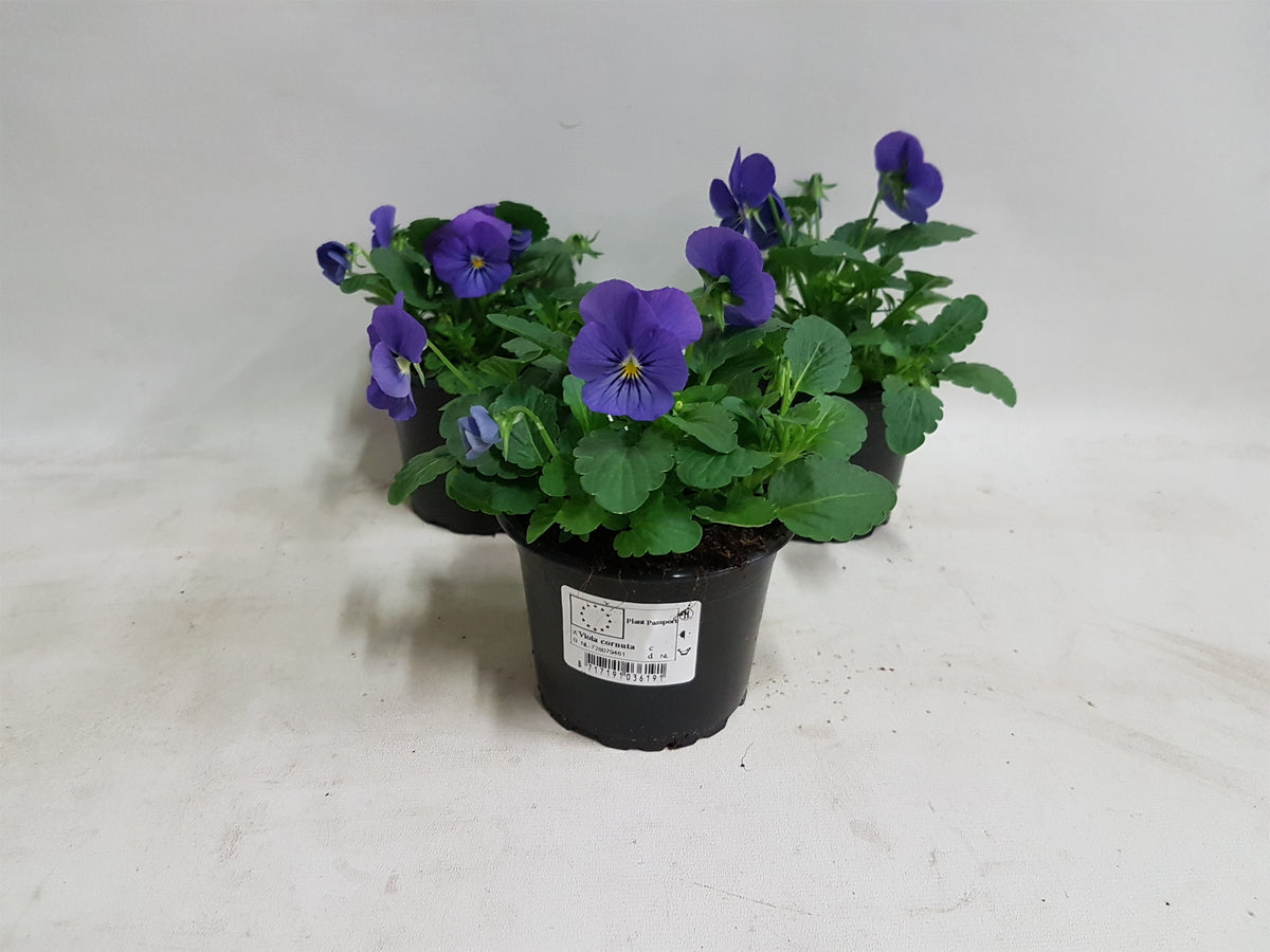 Viola Callisto Beacon 15cm 9cm Pot