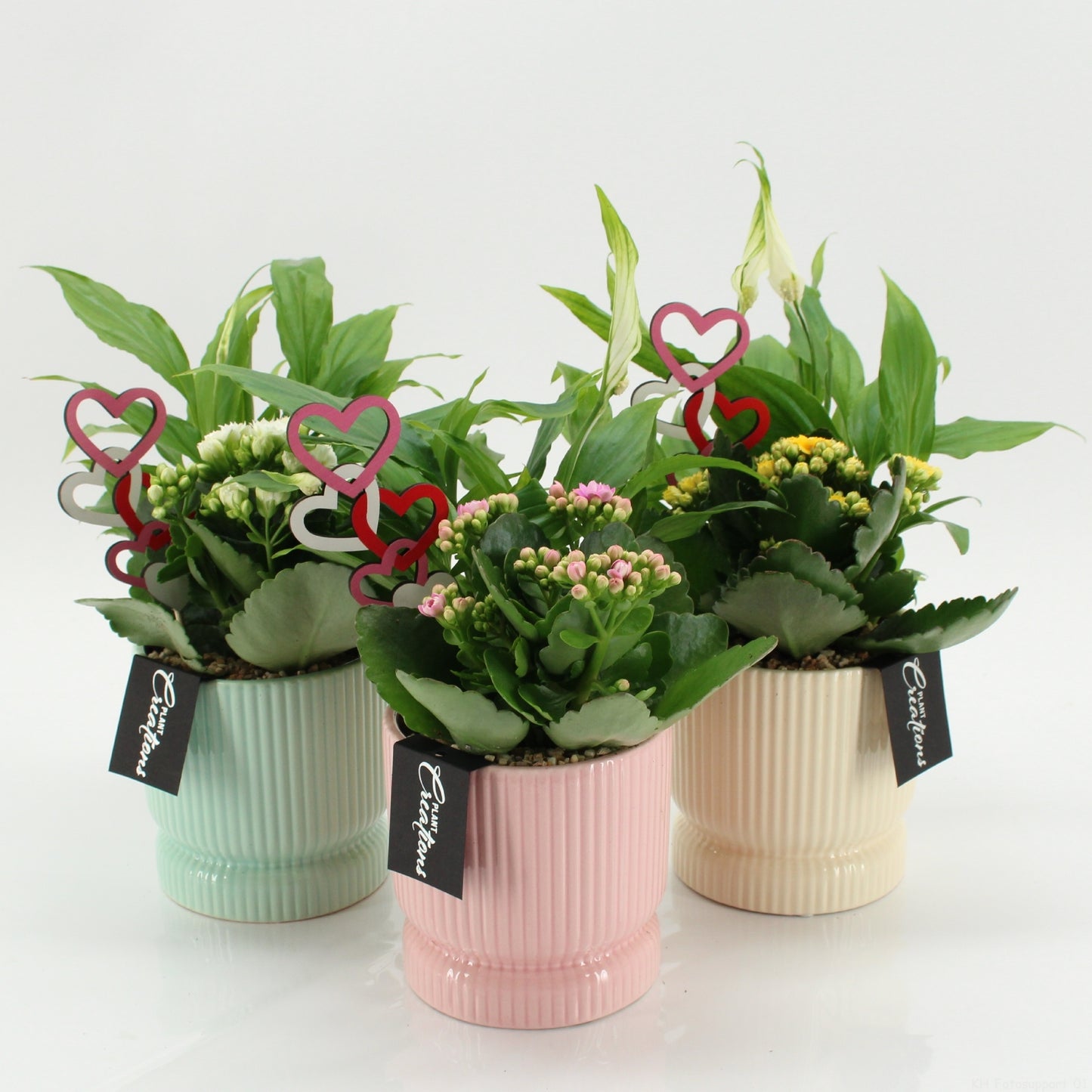 Indoor Flowering arrangement 30cm 11cm Pot