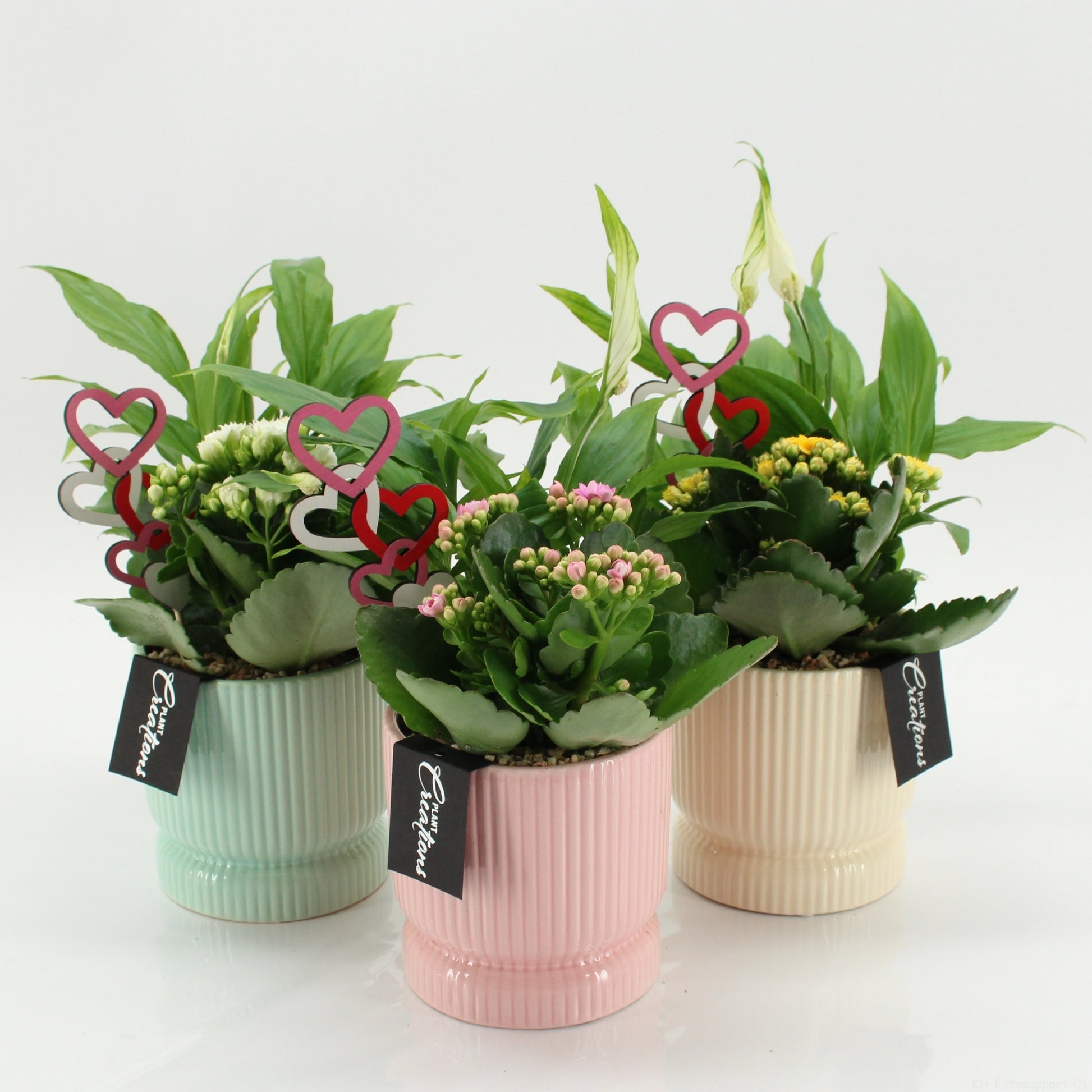 Indoor Flowering arrangement 30cm 11cm Pot