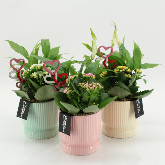 Indoor Flowering arrangement 30cm 11cm Pot