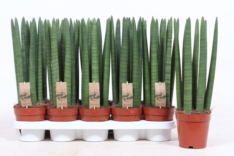 Sansevieria cylindrica straight 40cm 12cm Pot