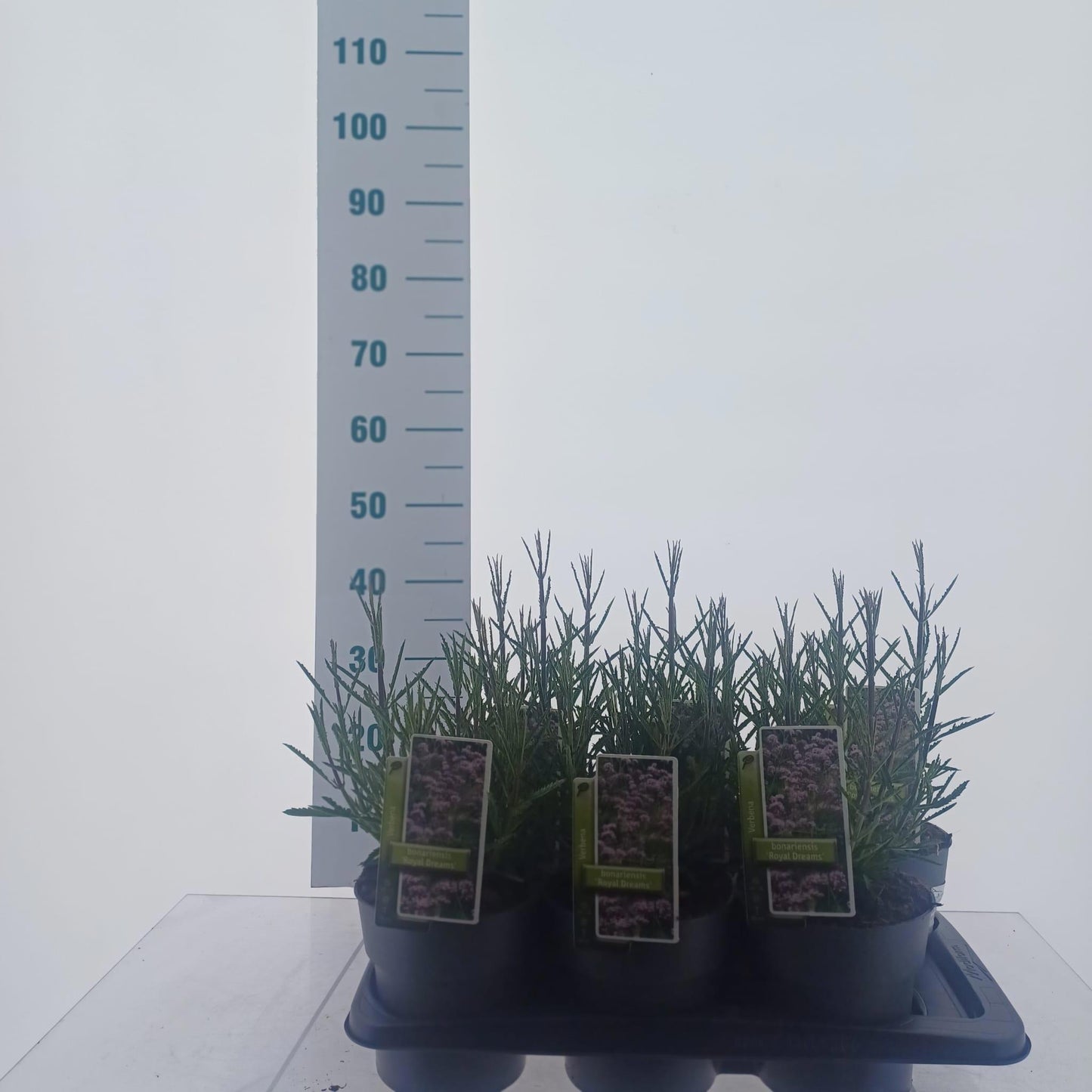 Verbena bon. Royal Dreams 40cm 17cm Pot