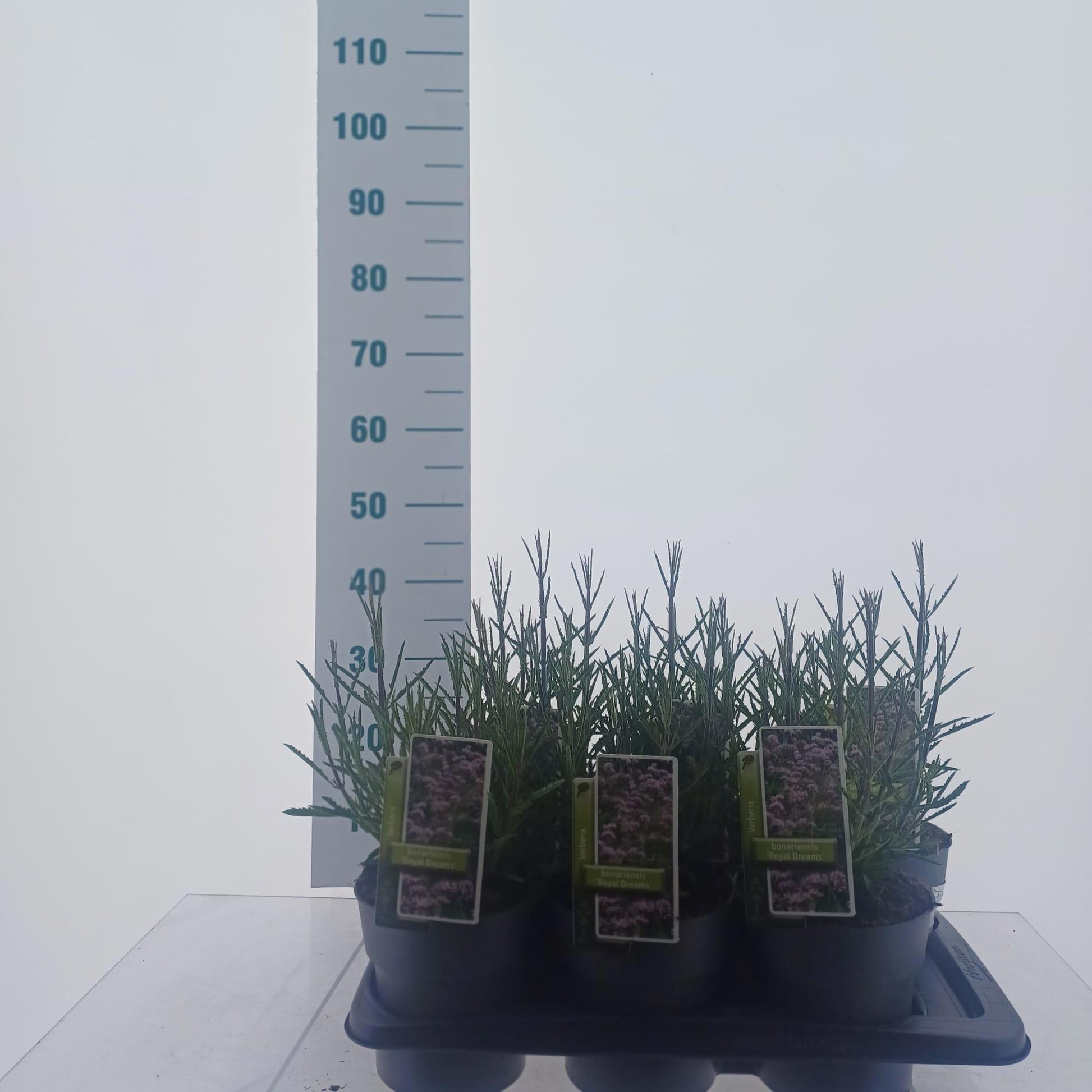 Verbena bon. Royal Dreams 40cm 17cm Pot