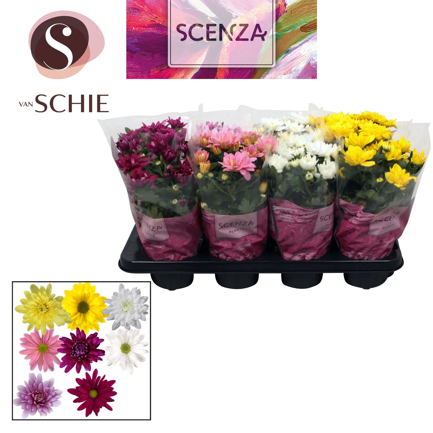 Chrysanthemum mix 25cm 13cm Pot