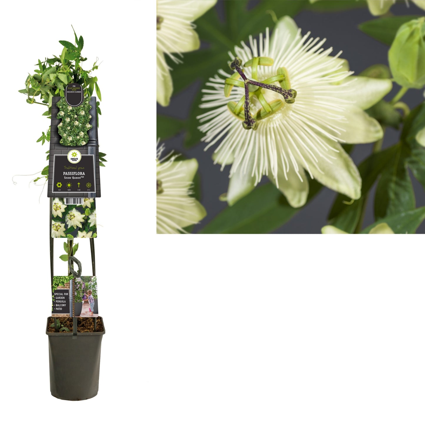 Passiflora Snow Queen 115cm 23cm Pot