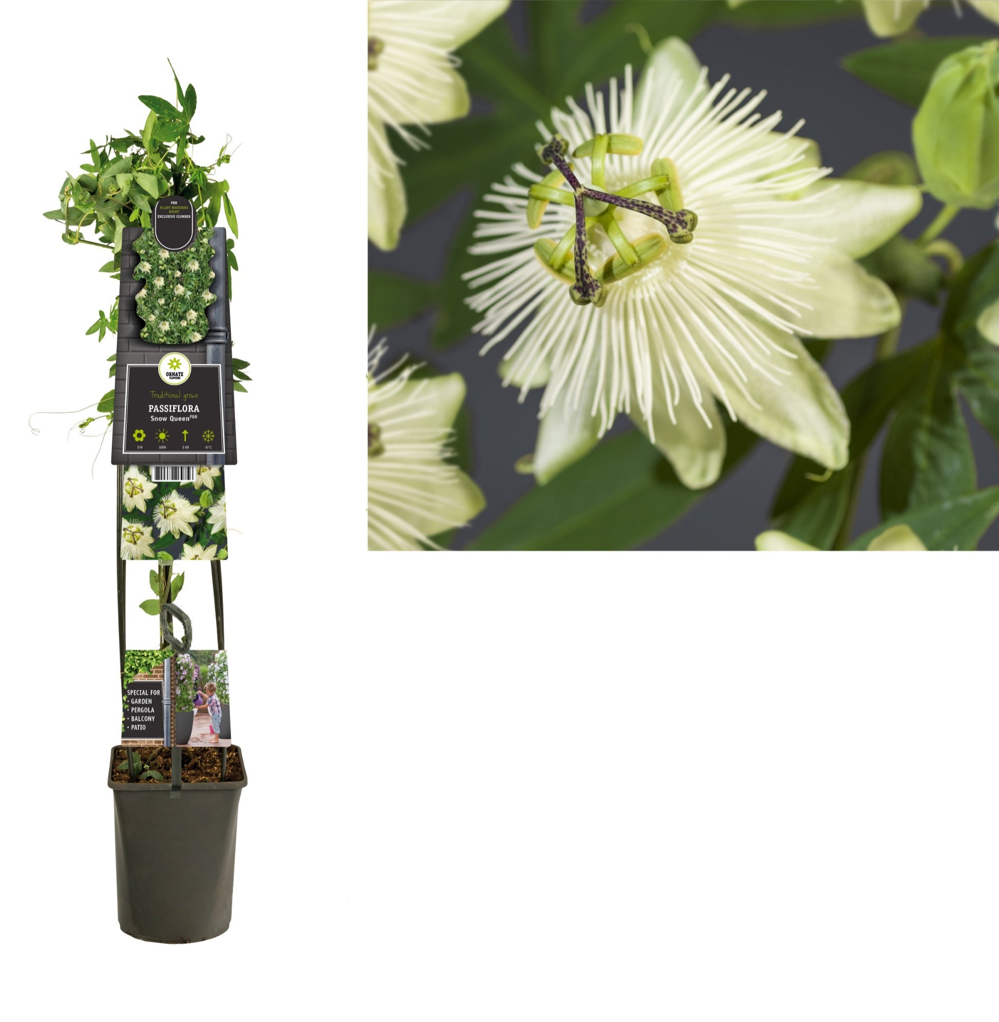 Passiflora Snow Queen 115cm 23cm Pot