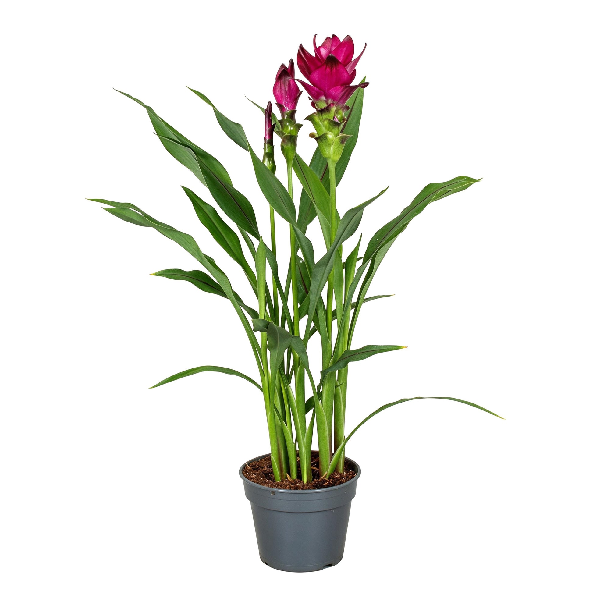 Curcuma 75cm 17cm Pot