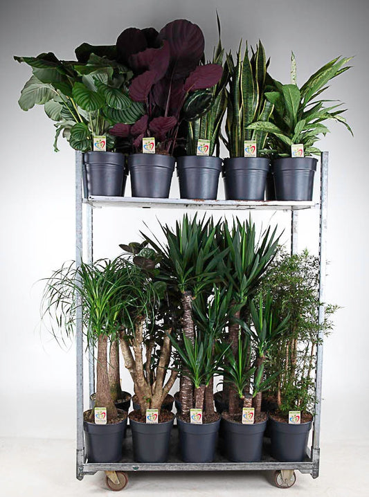 Foliage houseplants mix 110cm 27cm Pot