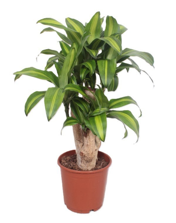 Dracaena frag. Massangeana 90cm 24cm Pot