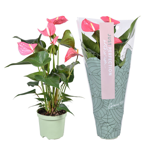 Anthurium Maine 50cm 14cm Pot