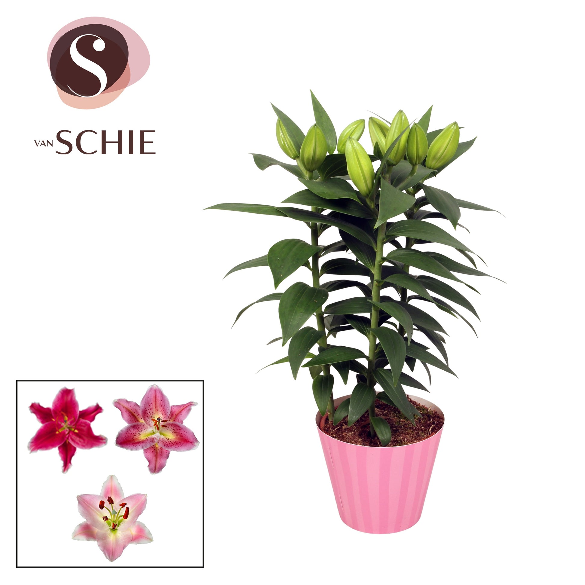 Lilium oriental mix 40cm 14cm Pot