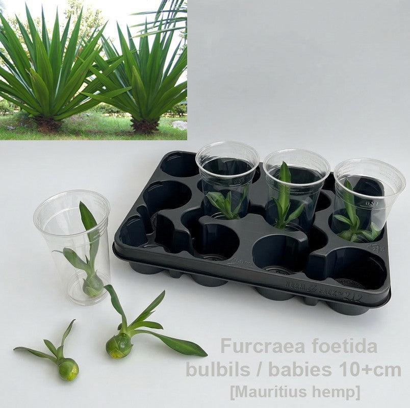 Yucca elephantipes 10cm 9cm Pot