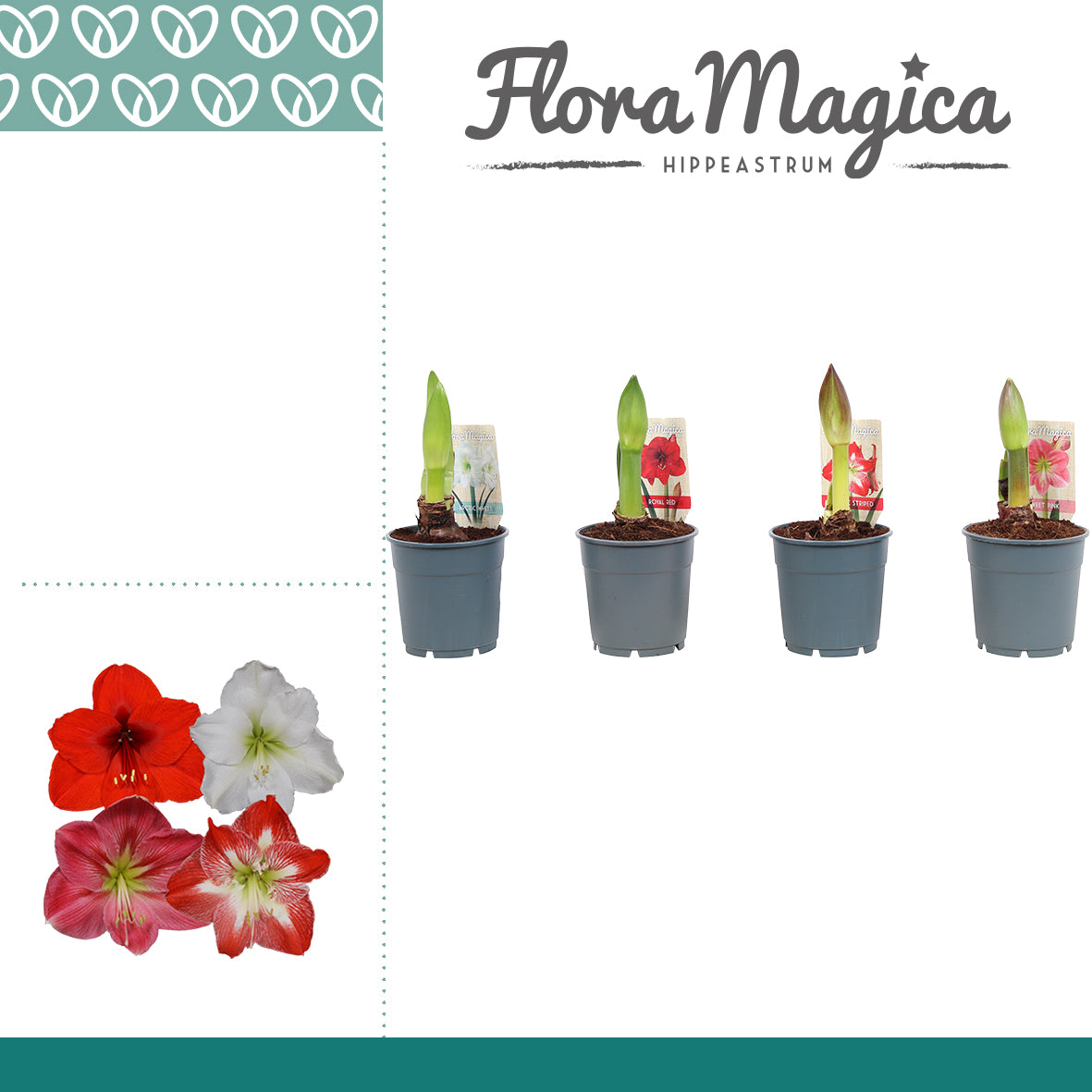 Vreugdenhil Bulbs & Plants Hippeastrum mix 1 knop Pack of 10