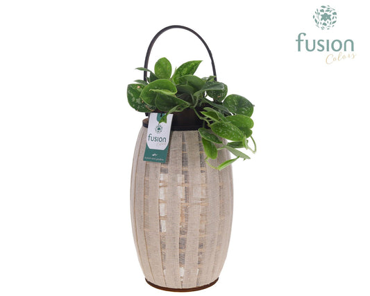 Houten Lantaarn met Scindapsus 43cm 23cm Pot
