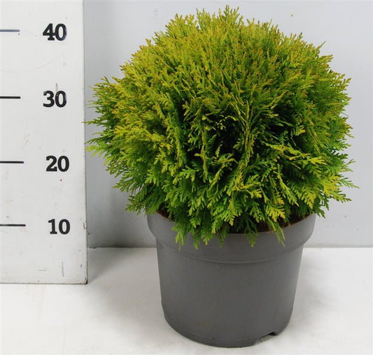 Thuja occidentalis Danica 45cm 26cm Pot