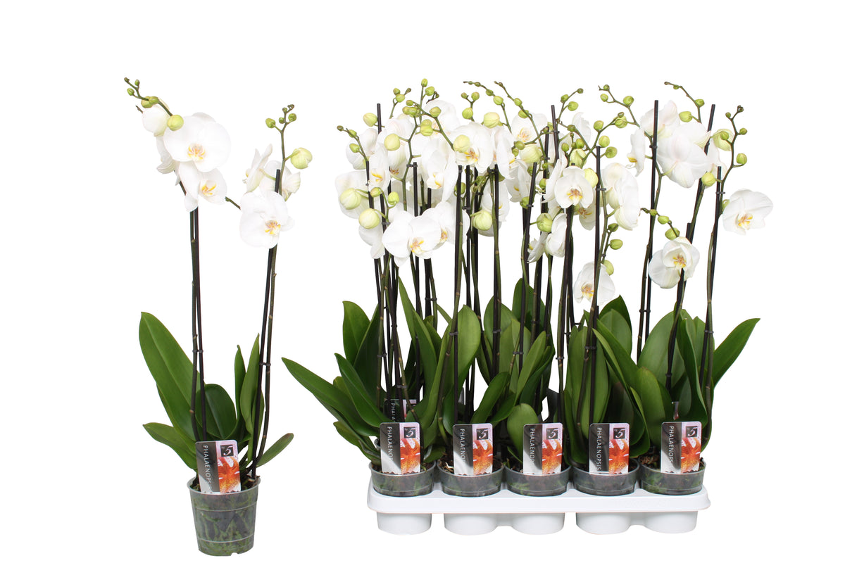 Phalaenopsis white 80cm 12cm Pot
