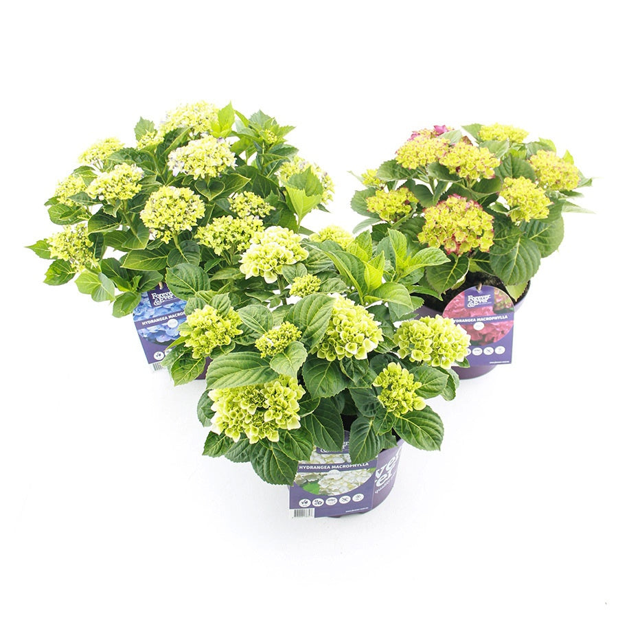 Hydrangea macrophylla mix 45cm 23cm Pot