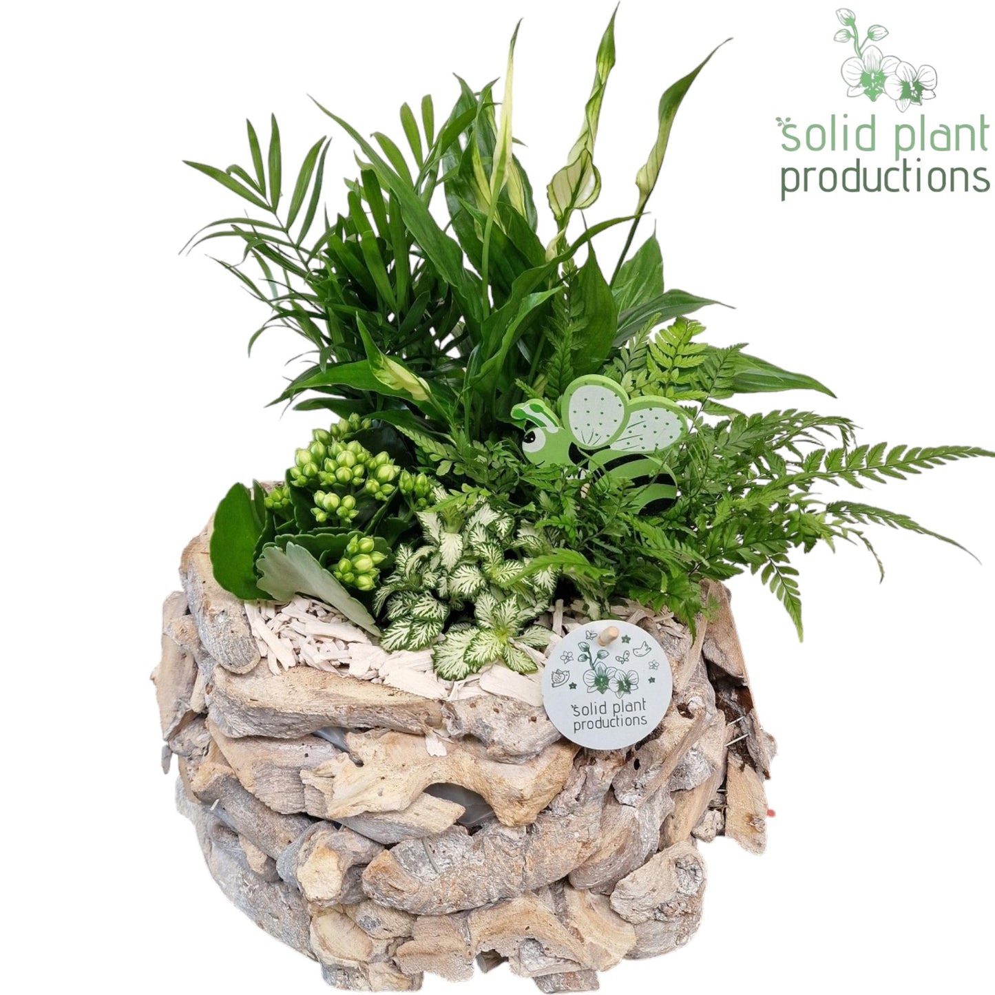 Solid Plant Productions SC013 Driftwood Round White Washed White Pack of 1