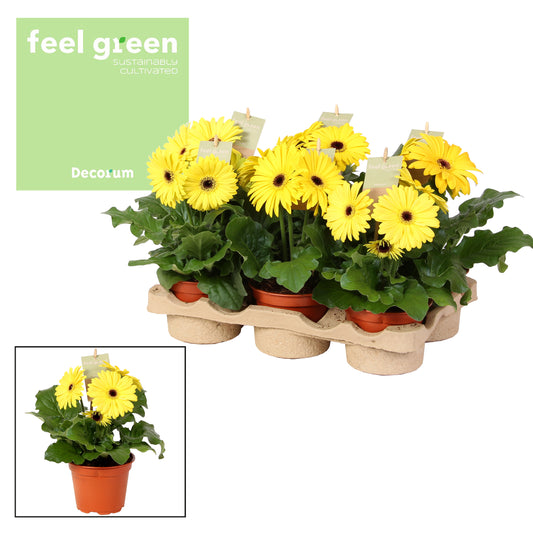 Gerbera Flori Line yellow 25cm 12cm Pot