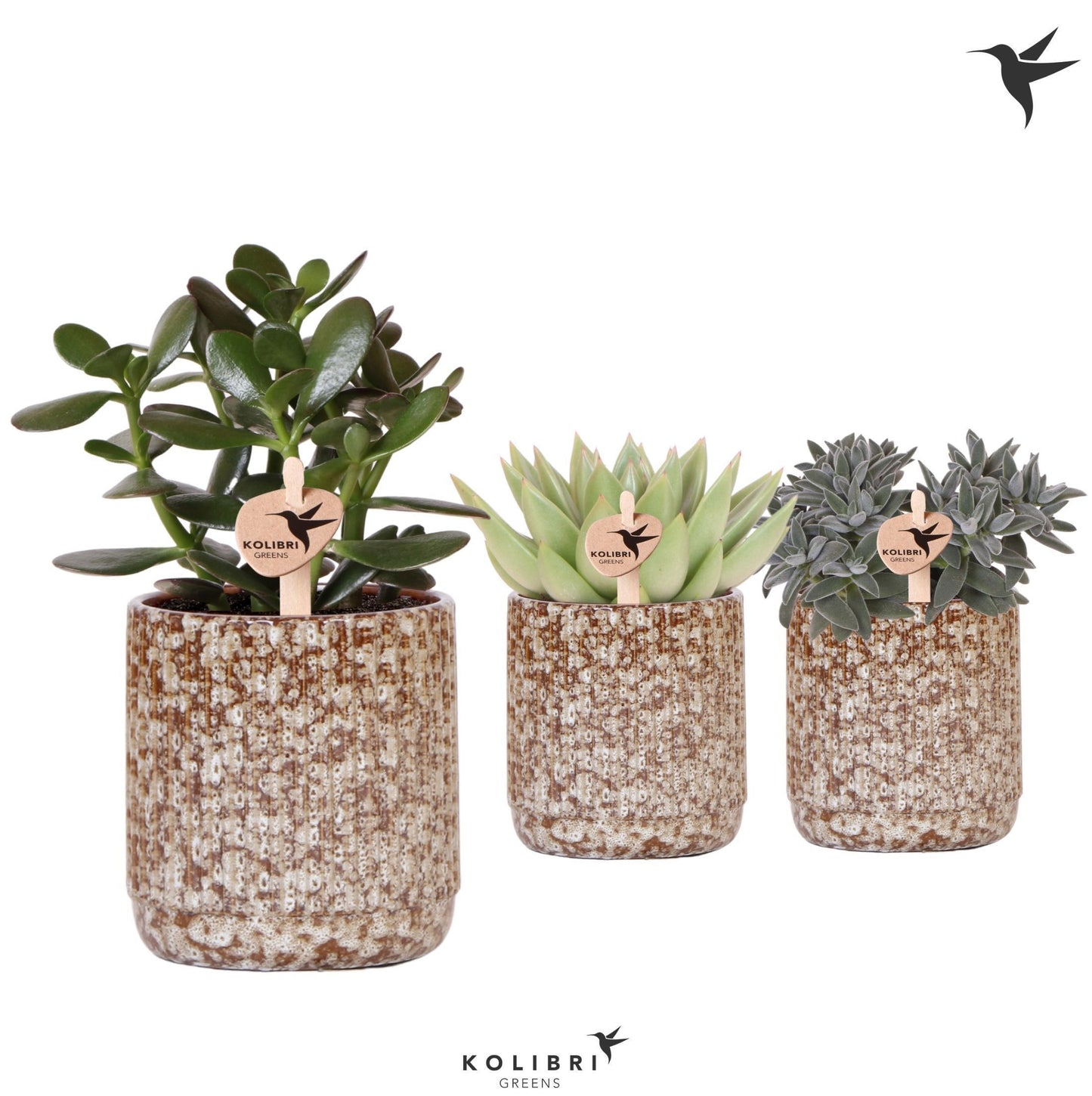 OK Plant Succulenten mix (+ drp.Jaguar) Pack of 8