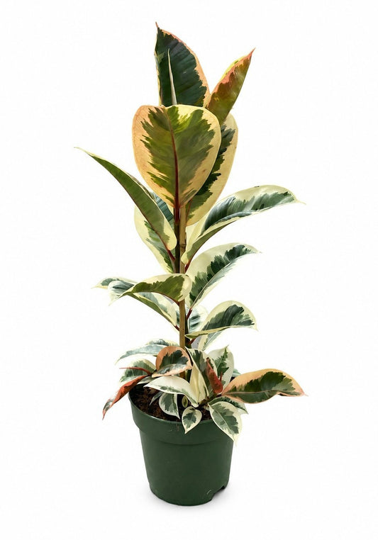 Ficus Tineke 80cm 21cm Pot
